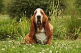 BASSET HOUND 069